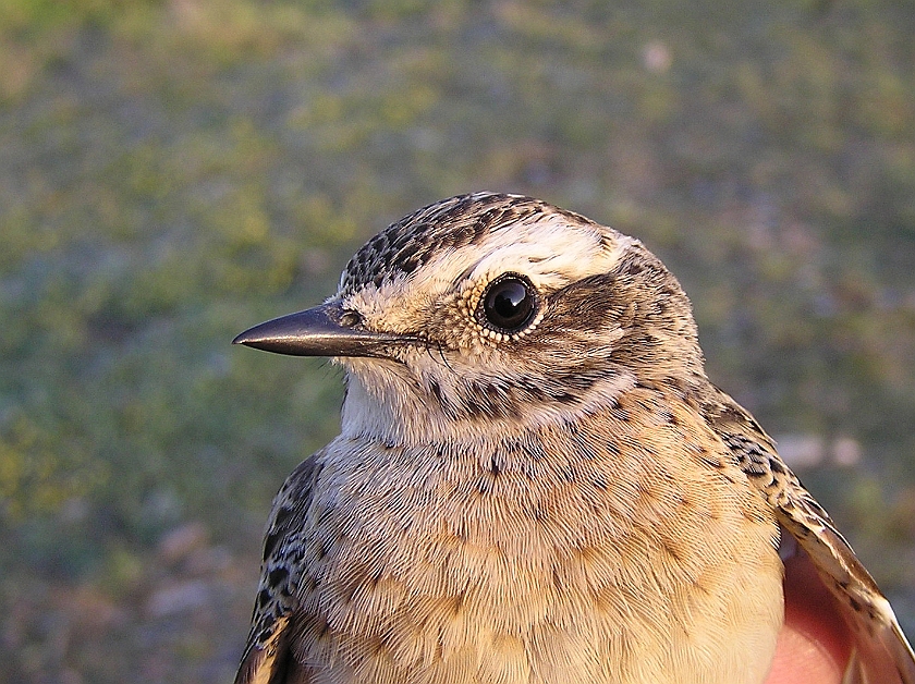 Whinchat, Sundre 20070505